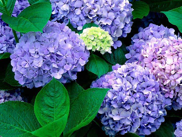 .. hydrangea ..(^∇^)/ 