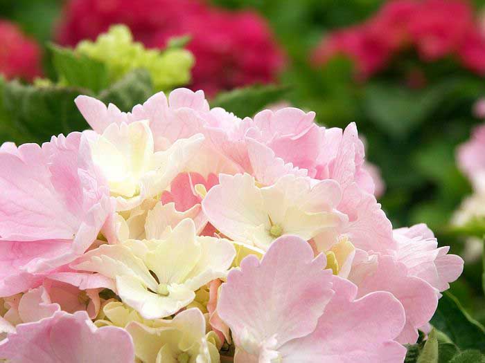 .. hydrangea ..(^∇^)/ 