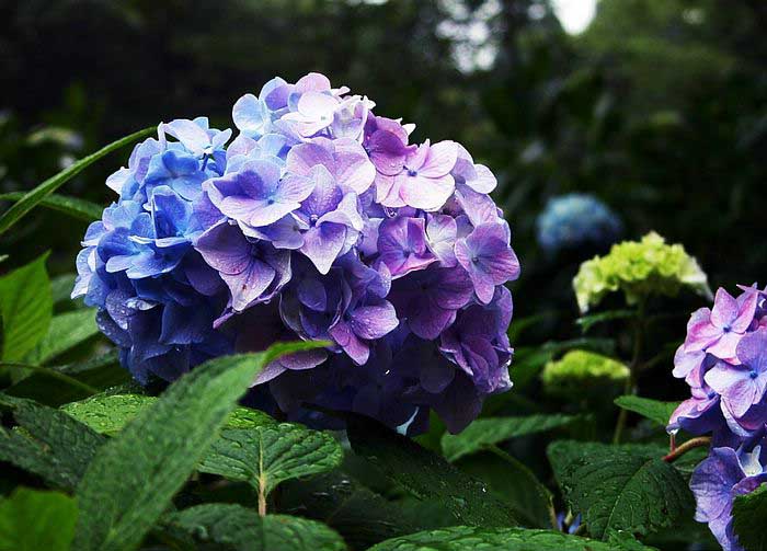 .. hydrangea ..(^∇^)/ 