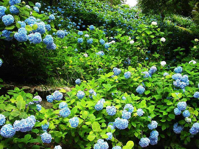 .. hydrangea ..(^∇^)/ 