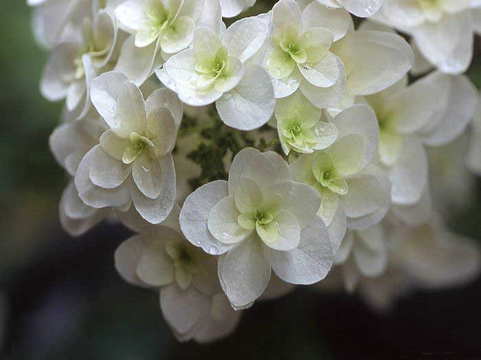 .. hydrangea ..(^∇^)/ 