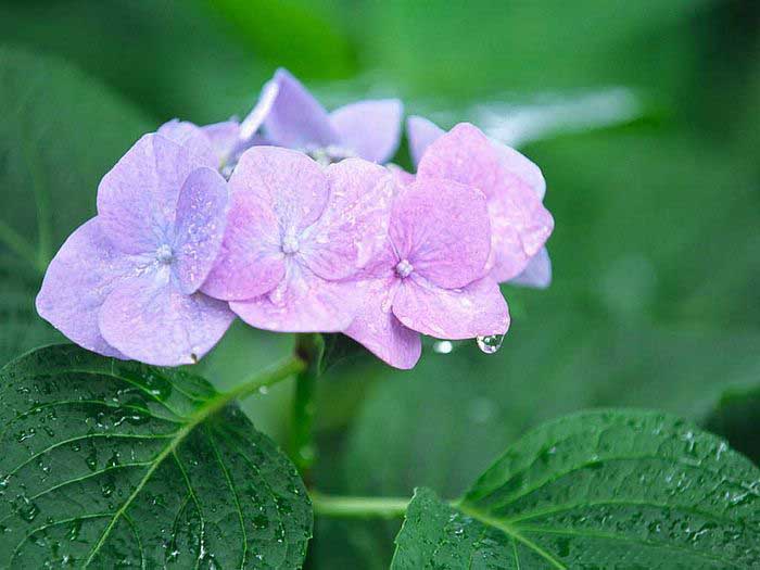 .. hydrangea ..(^∇^)/ 