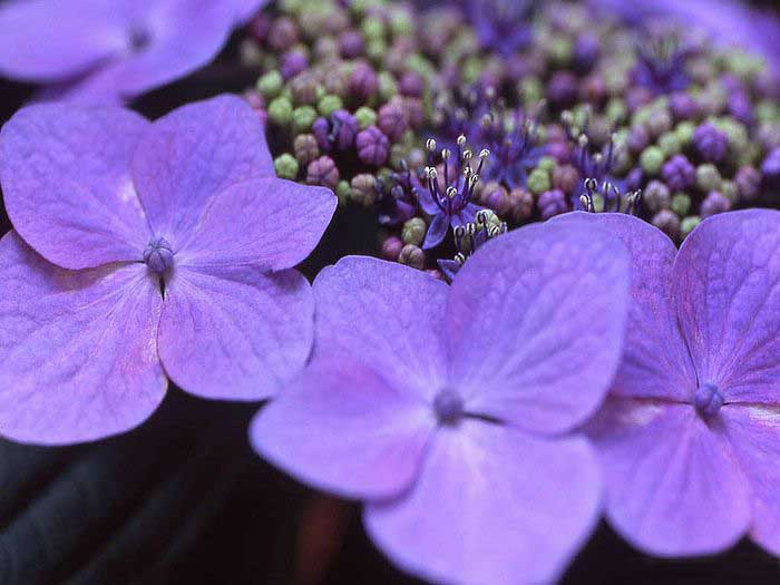 .. hydrangea ..(^∇^)/ 