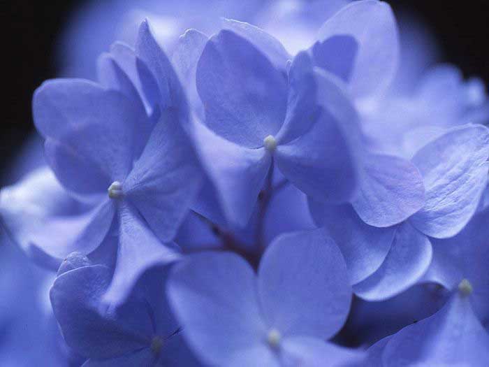 .. hydrangea ..(^∇^)/ 