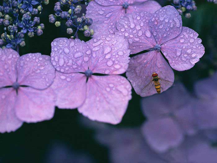 .. hydrangea ..(^∇^)/ 