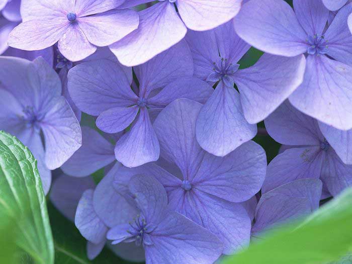 .. hydrangea ..(^∇^)/ 