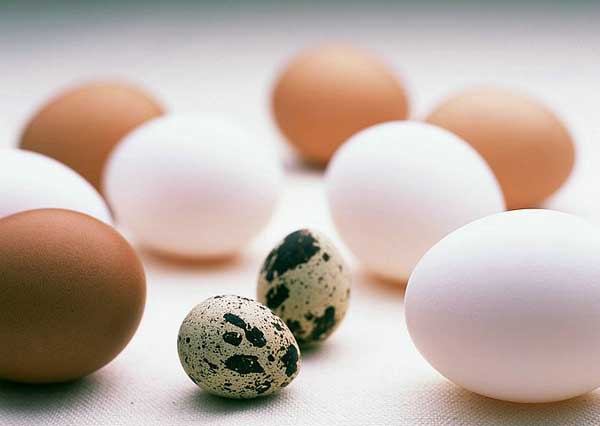 Egg:Nutritious Supplement..(￣︶￣)> 