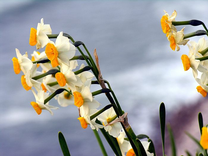 Narcissus flower•°•.° ღღღ