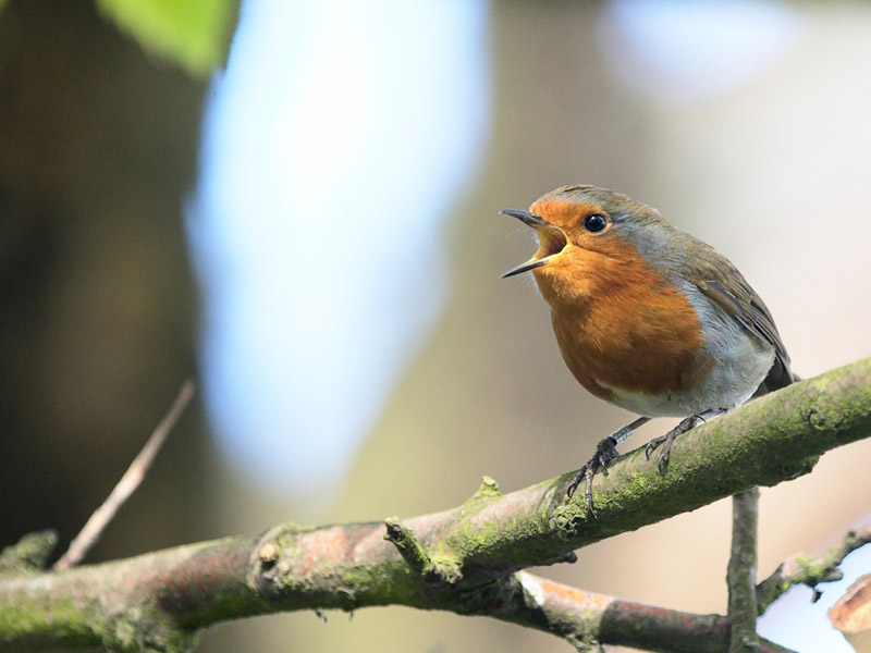 Lively Birds ●•.•°•.° (o^.^o) 2