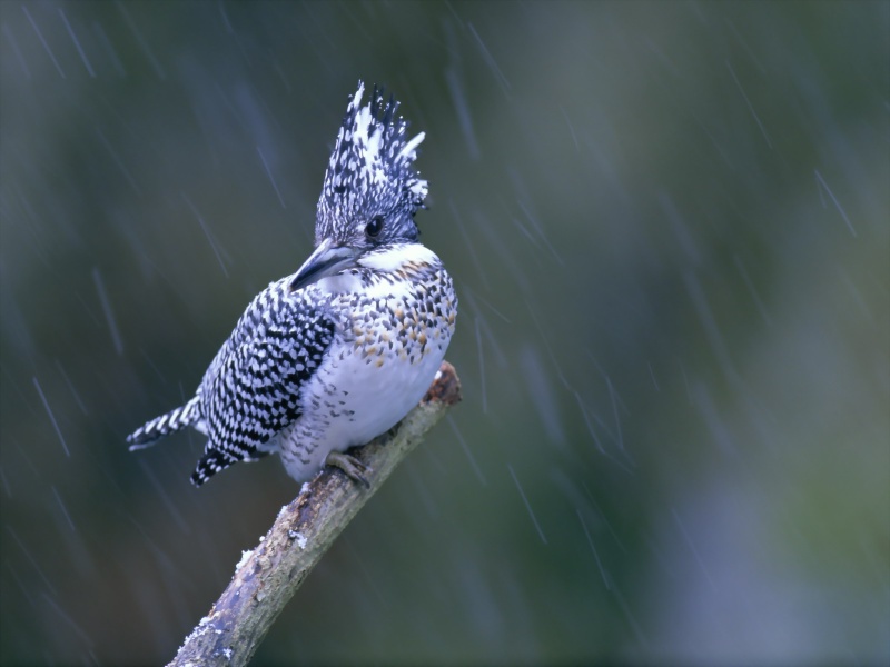 Lively Tiny Birds ●•.•°•.° (o^.^o) 2