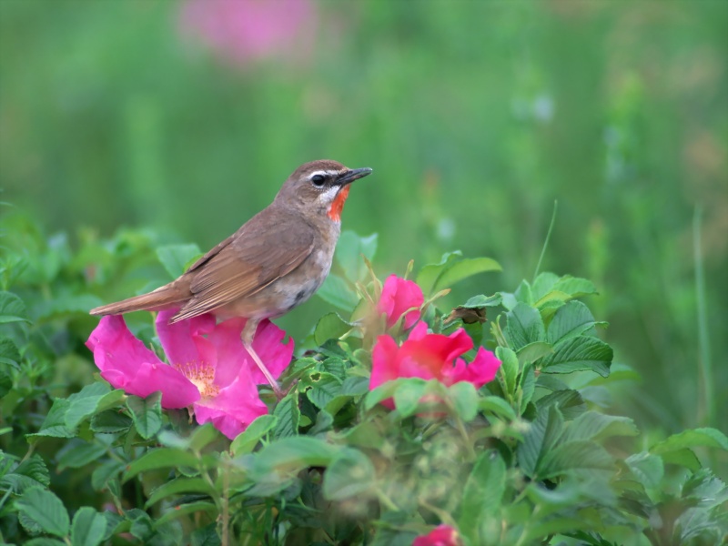 Lively Tiny Birds ●•.•°•.° (o^.^o) 2