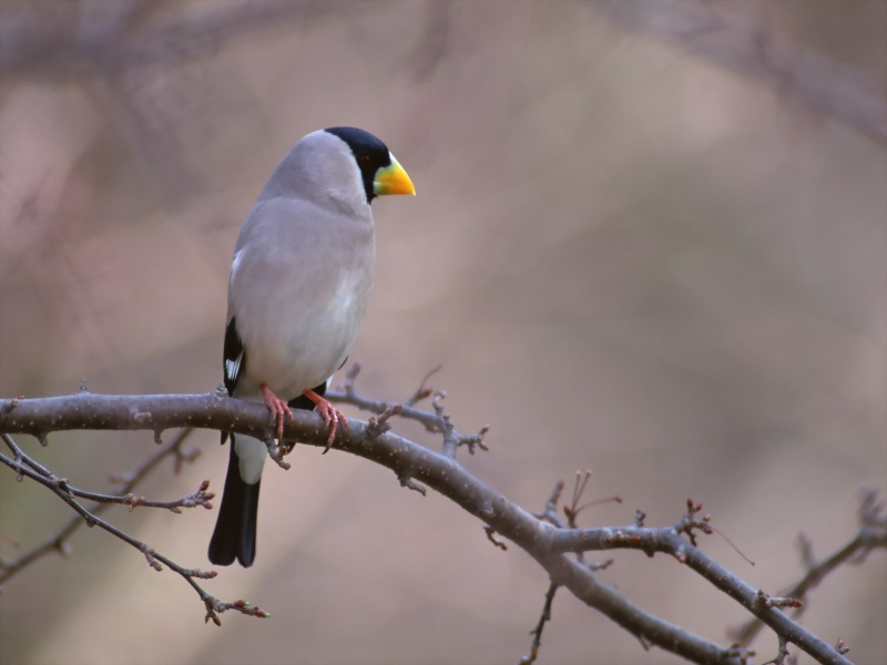 Lively Tiny Birds ●•.•°•.° (o^.^o) 2