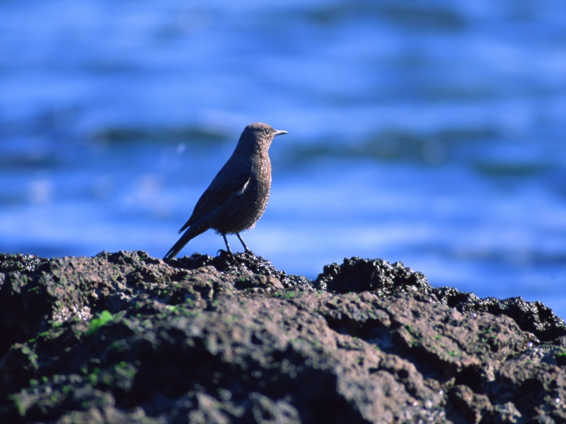 Lively Tiny Birds ●•.•°•.° (o^.^o) 2