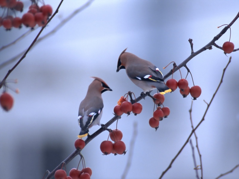 Lively Tiny Birds ●•.•°•.° (o^.^o) 2