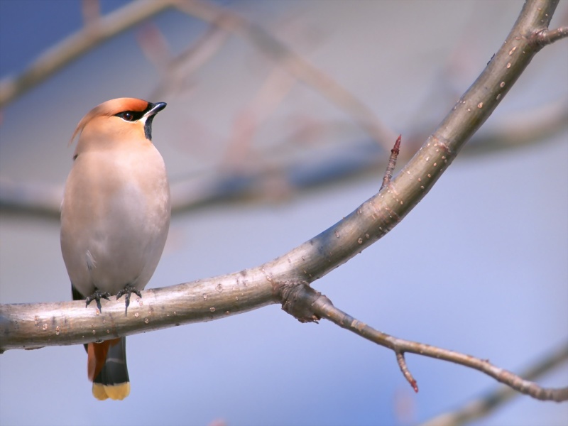 Lively Tiny Birds ●•.•°•.° (o^.^o) 2