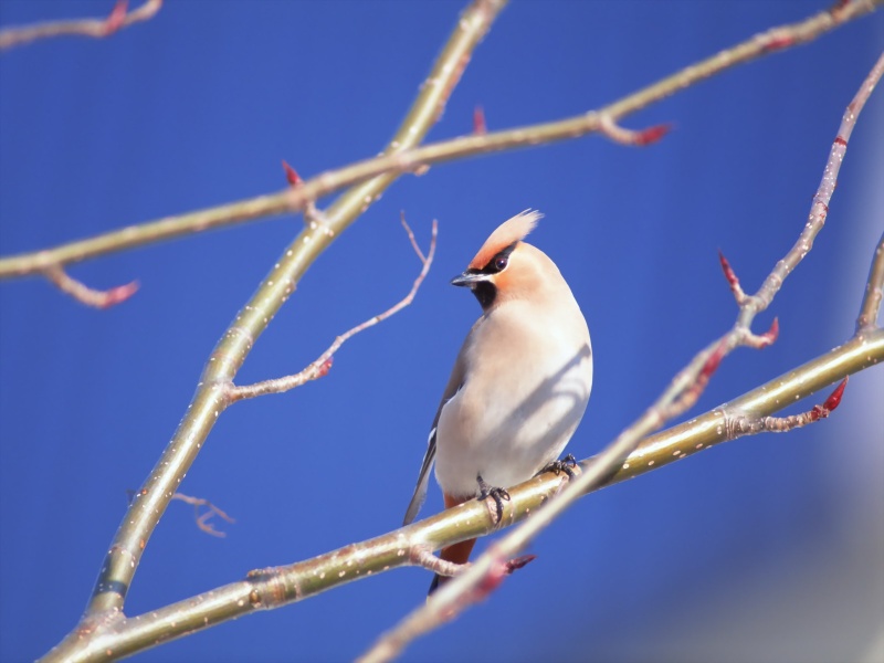 Lively Tiny Birds ●•.•°•.° (o^.^o) 2