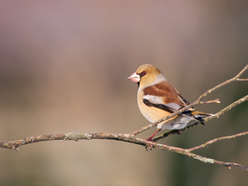 Lively Tiny Birds ●•.•°•.° (o^.^o) 2