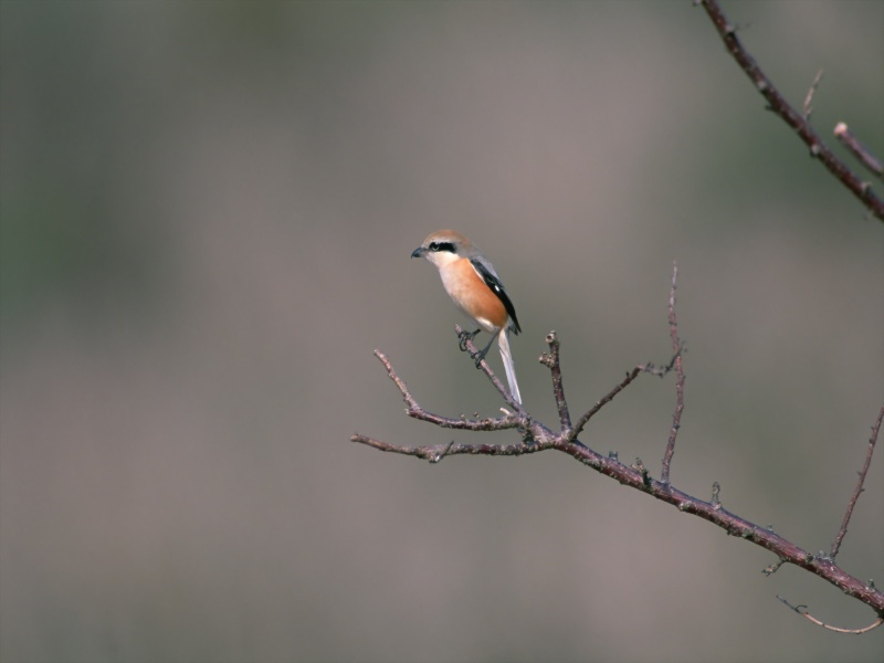 Lively Tiny Birds ●•.•°•.° (o^.^o) 2