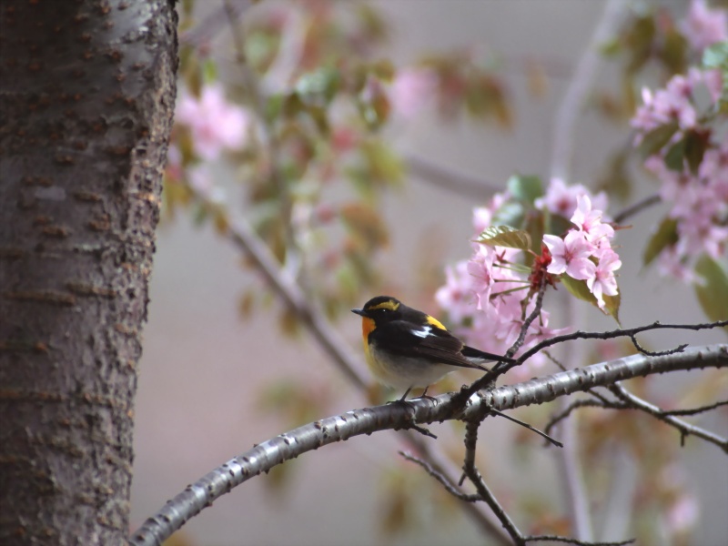 Lively Tiny Birds ●•.•°•.° (o^.^o) 2