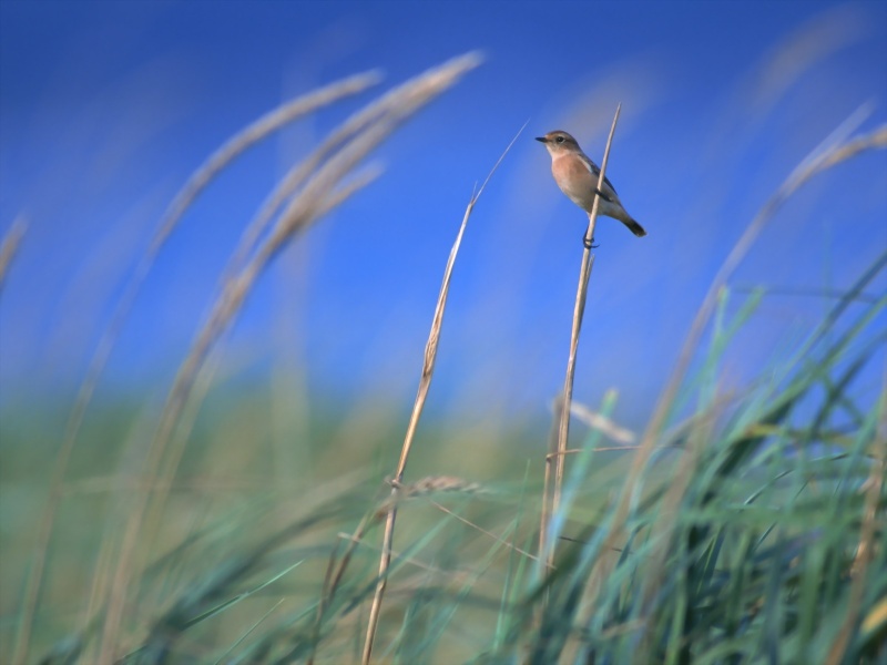 Lively Tiny Birds ●•.•°•.° (o^.^o) 2