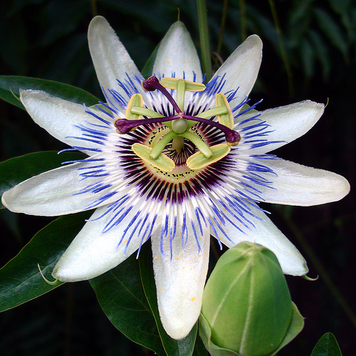 ดอกกระทกรก (เสาวรส - Passion flower)