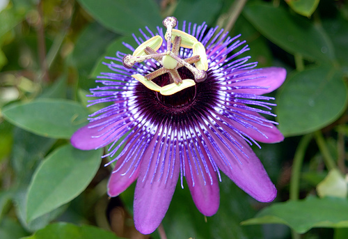 ดอกกระทกรก (เสาวรส - Passion flower)