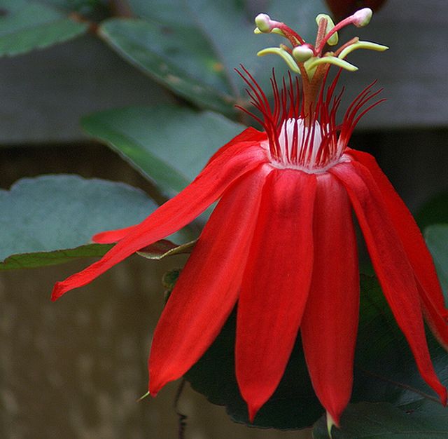 ดอกกระทกรก (เสาวรส - Passion flower)