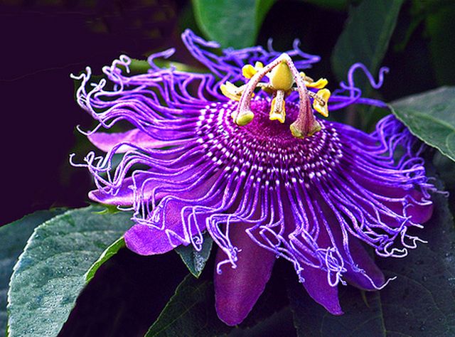 ดอกกระทกรก (เสาวรส - Passion flower)