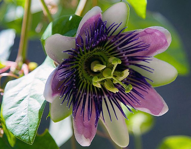 ดอกกระทกรก (เสาวรส - Passion flower)