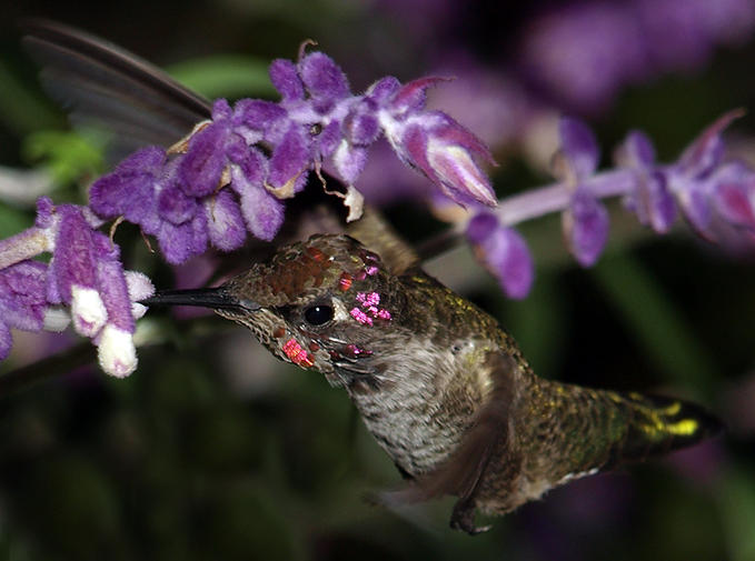 Hummingbird •°•.° ღ. 2