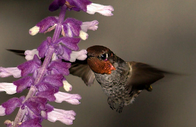 Hummingbird •°•.° ღ. 2