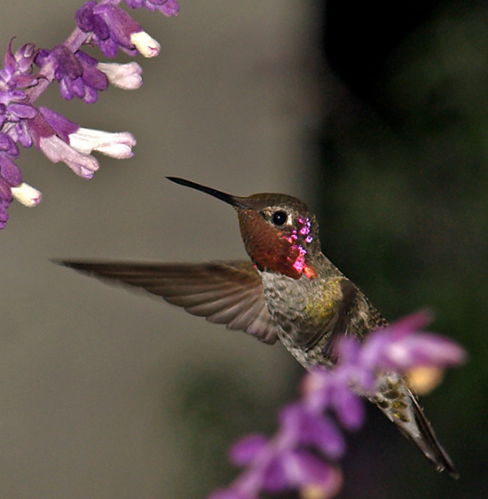 Hummingbird •°•.° ღ. 2