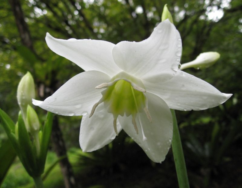 ดอกศุภโชค (Amazon Lily) อีกหนึ่งไม้มงคล