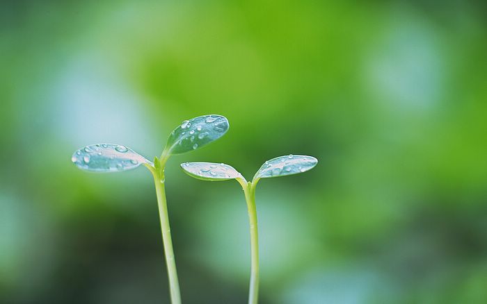  Fresh Green Leaves.•°•.° (o^.^o)