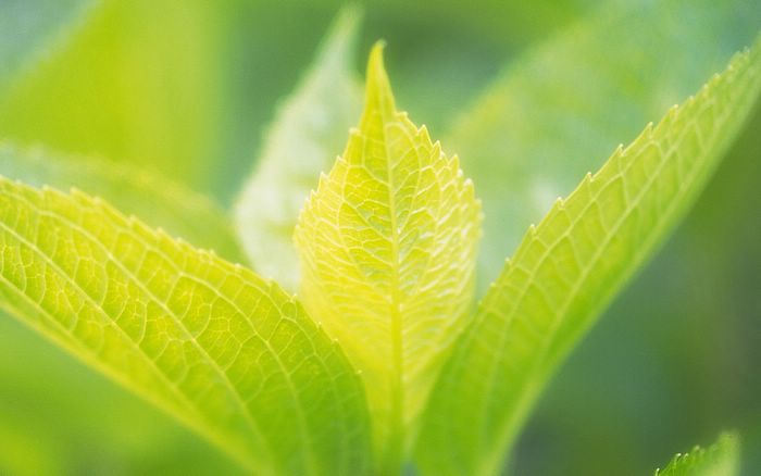  Fresh Green Leaves.•°•.° (o^.^o)