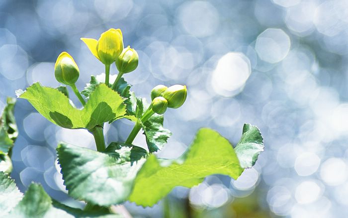  Fresh Green Leaves.•°•.° (o^.^o)