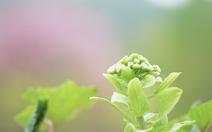  Fresh Green Leaves.•°•.° (o^.^o)