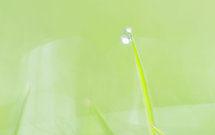  Fresh Green Leaves.•°•.° (o^.^o)