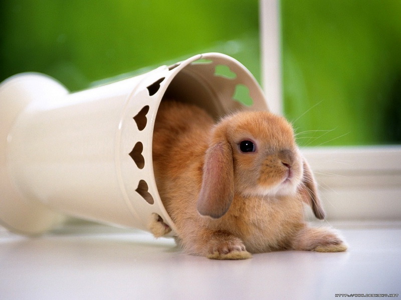 o--- แด่กระต่ายที่ฉันรัก ---o ( I )