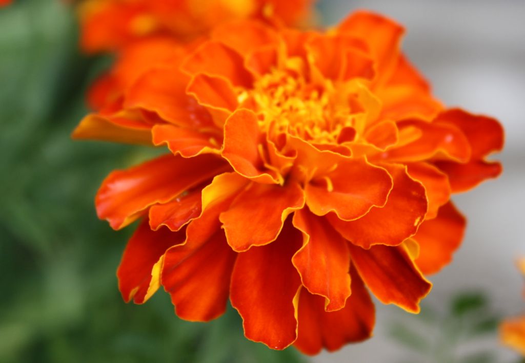 ดอกดาวเรือง.....ดอกไม้ชื่อมงคล (Marigold)