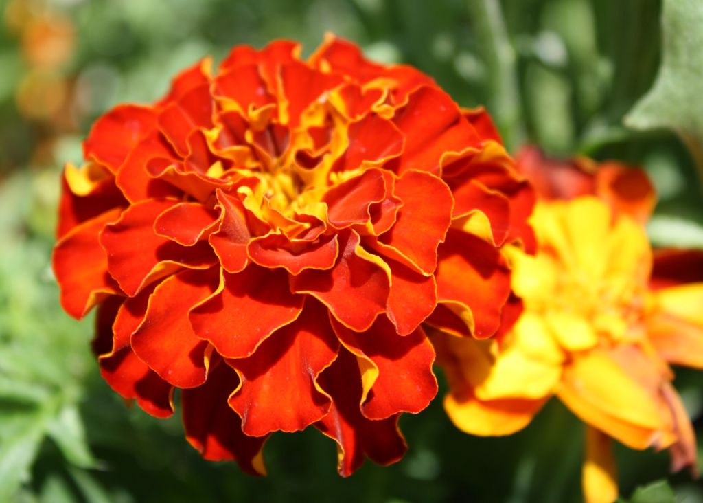 ดอกดาวเรือง.....ดอกไม้ชื่อมงคล (Marigold)