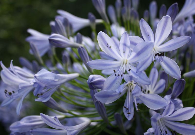 ***ดอก Lily Of The Nile*** 