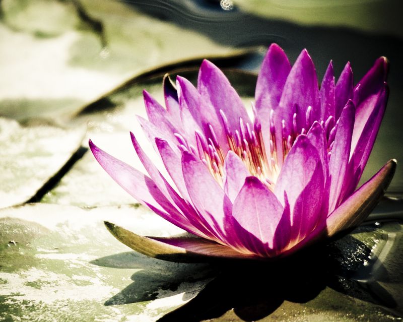 ดอกบัวสวยๆ (Water Lily) 