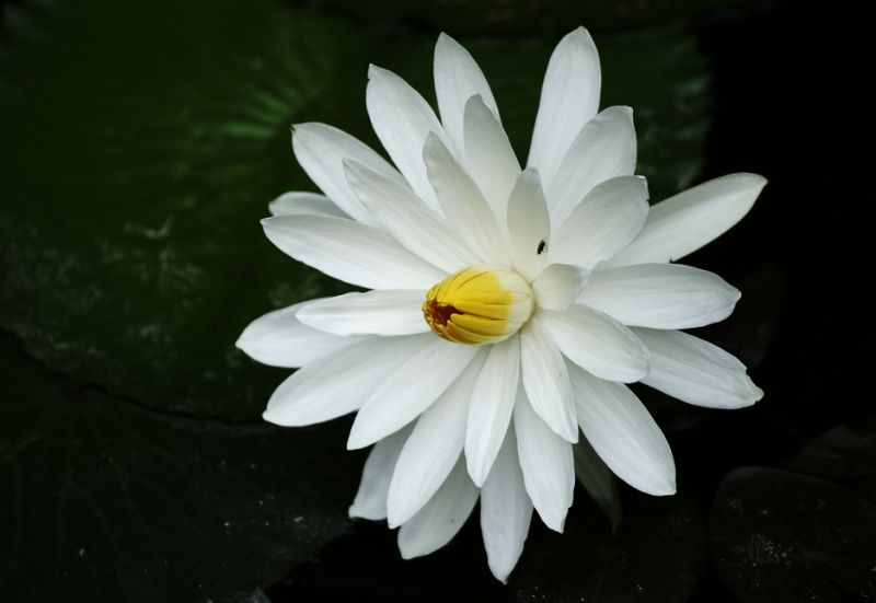 ดอกบัวสวยๆ (Water Lily) 