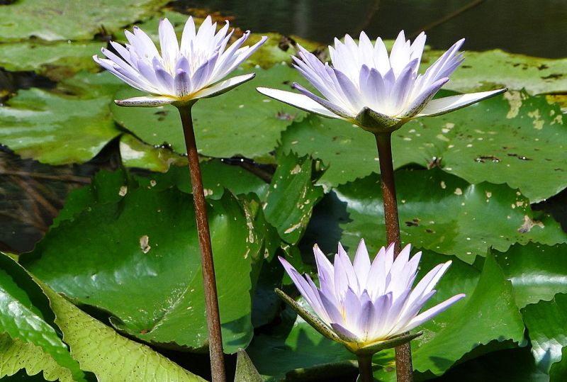 ดอกบัวสวยๆ (Water Lily) 