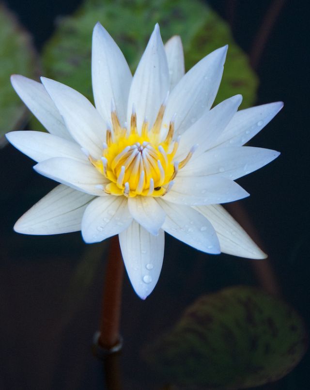 ดอกบัวสวยๆ (Water Lily) 