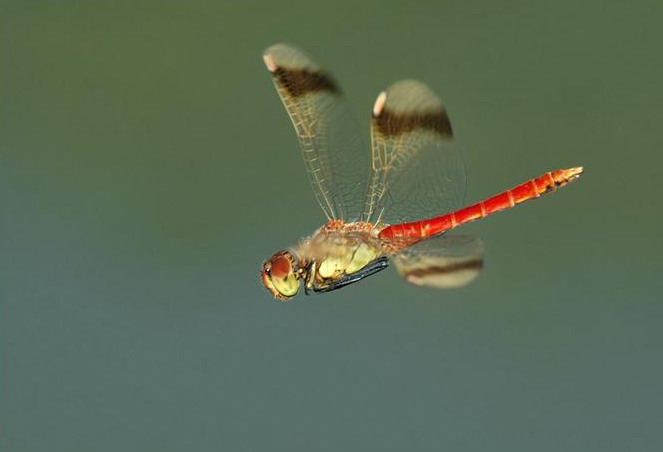 Dragonfly .•°•.° (o^.^o) 