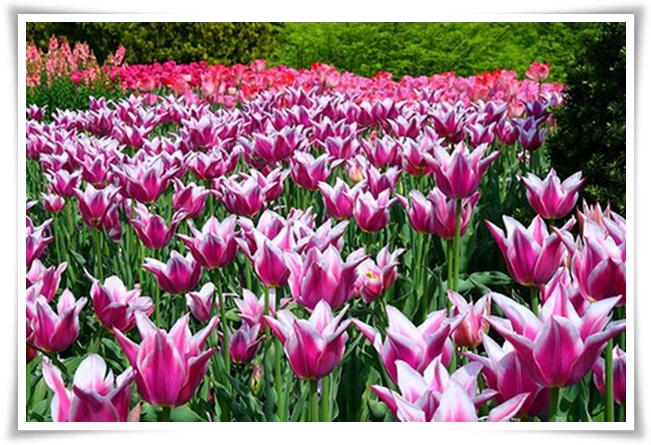 ♥ Tulip garden in  Pennsylvania ♥