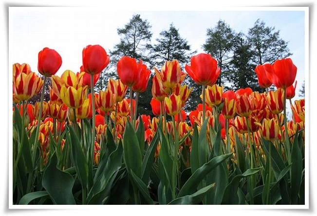 ♥ Tulip garden in  Pennsylvania ♥