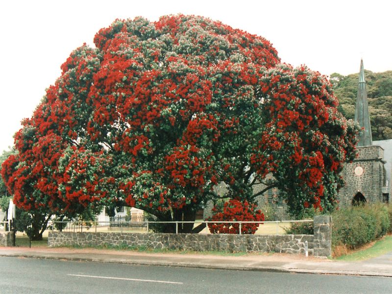 Paihia Pohutakawa